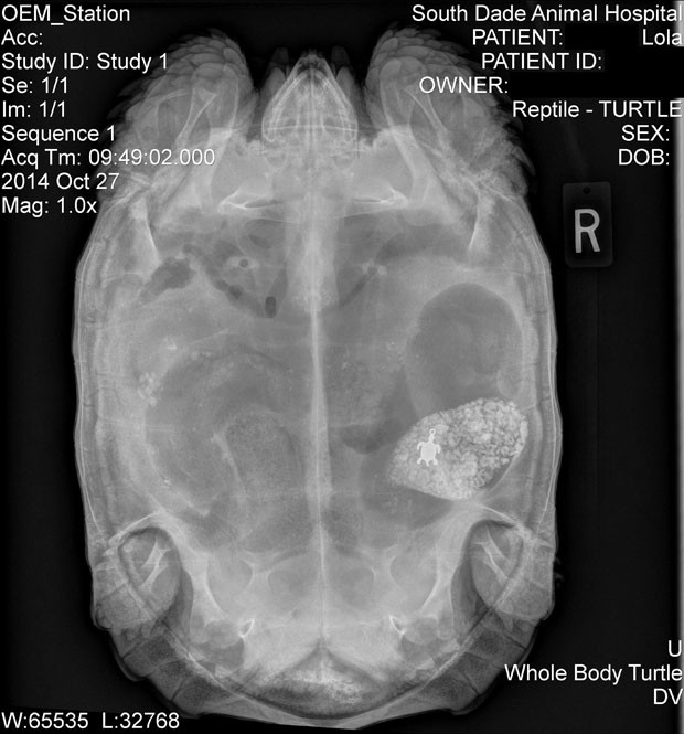 Pingente foi descoberto após animal passar por exames de raio-X (Foto: Dr. Don Harris/AP)