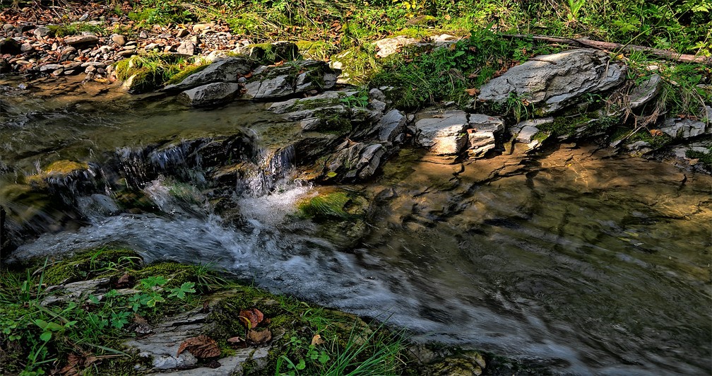 Mata no entorno de nascentes deve ser preservada para que a água da chuva consiga penetrar no solo — Foto: Pixabay