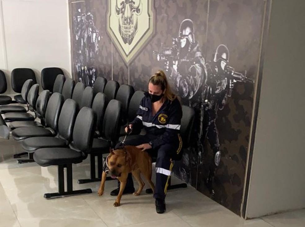 Cão era utilizado pelo suspeito para ameaçar as vítimas e foi apreendido pela Polícia Civil  — Foto: Divulgação/Polícia Civil 