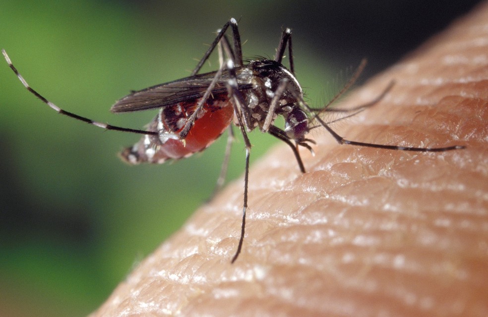 Fêmea do Aedes aegypti é responsável pela transmissão da febre amarela, dengue, chikungunya e zika vírus — Foto: Pixabay/Divulgação