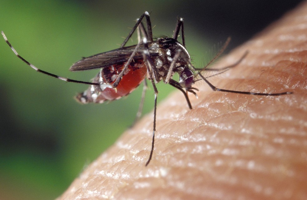 Aedes aegypti é responsável pela transmissão da febre amarela, dengue, chikungunya e zika vírus — Foto: Pixabay/Divulgação