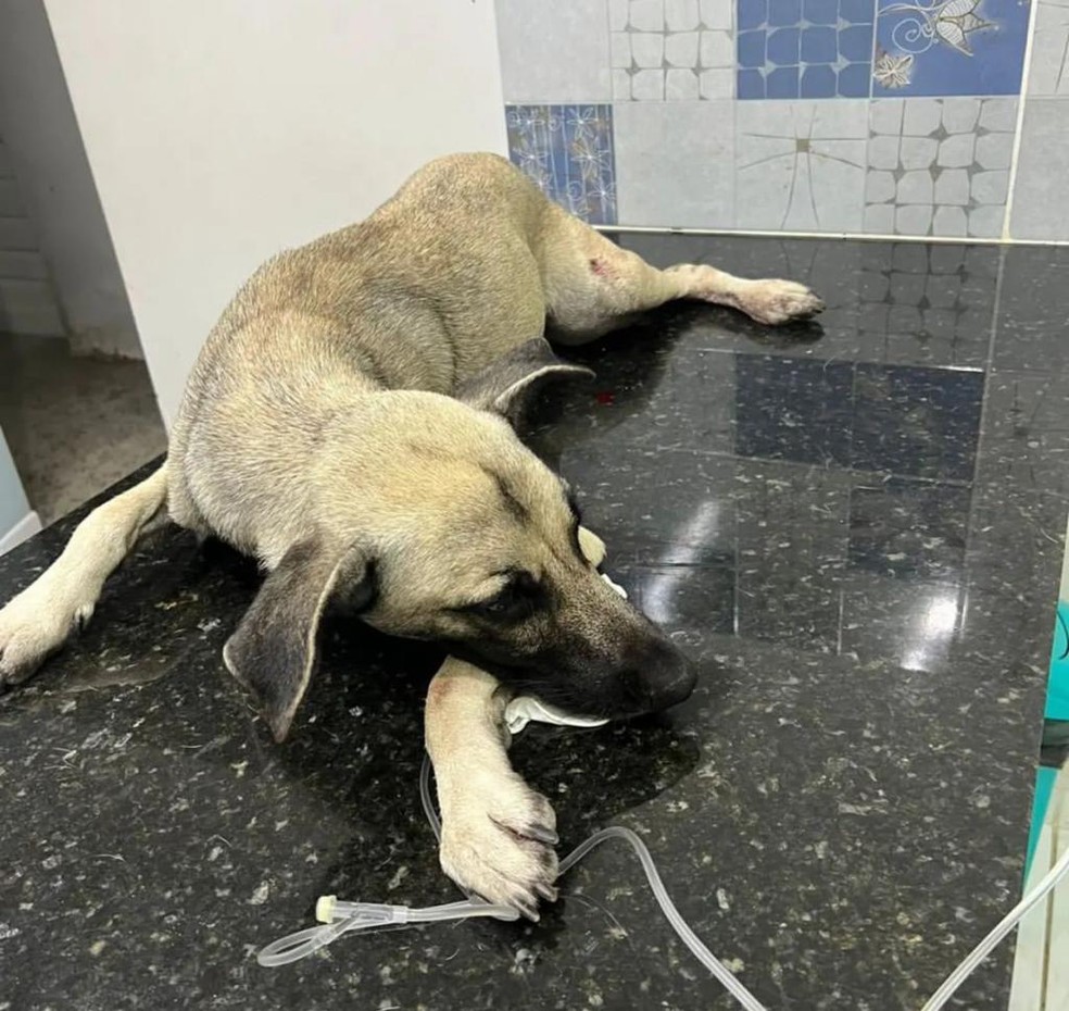 Cachorro baleado foi batizado de Ghandi, em João Pessoa — Foto: Divulgação/ONG Missão Patinhas Felizes