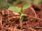 Chove no Paraná e agricultores retomam o plantio da soja