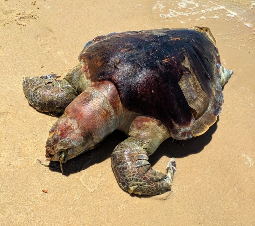 Come Capire Se Una Tartaruga Di Terra è Morta
