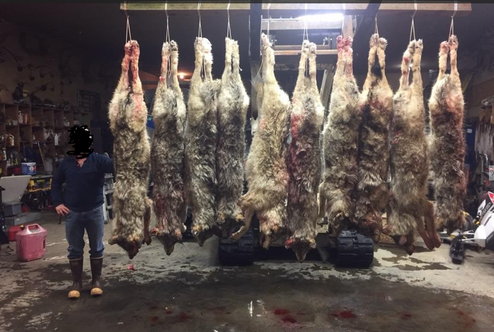 Homem matou 10 lobos e depois mostrou carcaÃ§as em fotos  (Foto: Public Employees for Environmental Responsability)