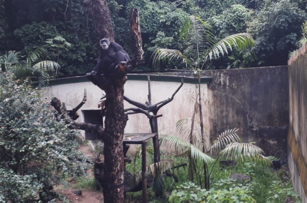 Primata no Zoológico do Recife, no Parque Dois Irmãos, na Zona Oeste da cidade — Foto: Danilo César/TV Globo