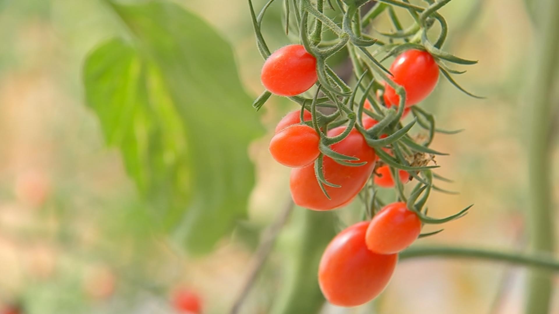 Estufa e tecnologia garantem maior produtividade em plantação de tomate
