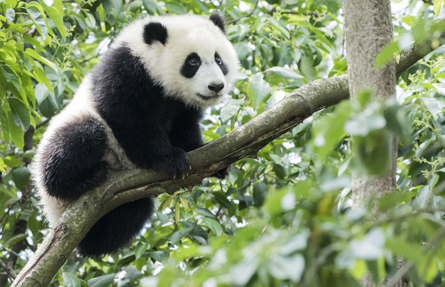 Giant Panda in China (Foto: Getty Images)