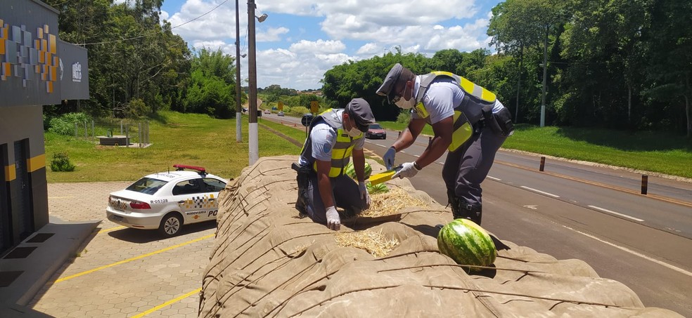 Mais de uma tonelada de maconha foi achada em caminhão carregado com melancia  — Foto: Divulgação/PM Rodoviária 