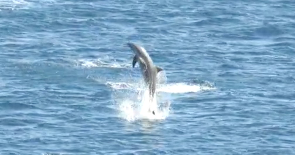 Golfinho-nariz-de-garrafa é identificado em Noronha  — Foto: Ana Clara Marinho/Reprodução