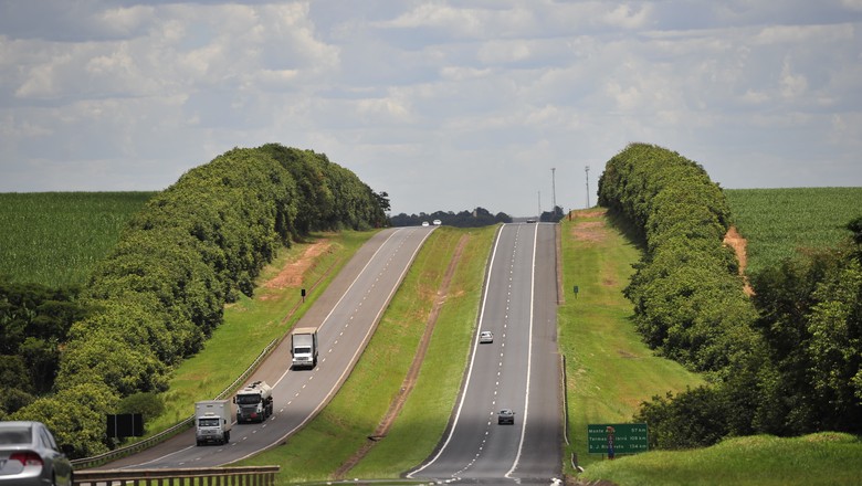 estrada-rodovia-asfalto-cerca-cerva viva-campo (Foto: Ernesto de Souza/ Ed. Globo)