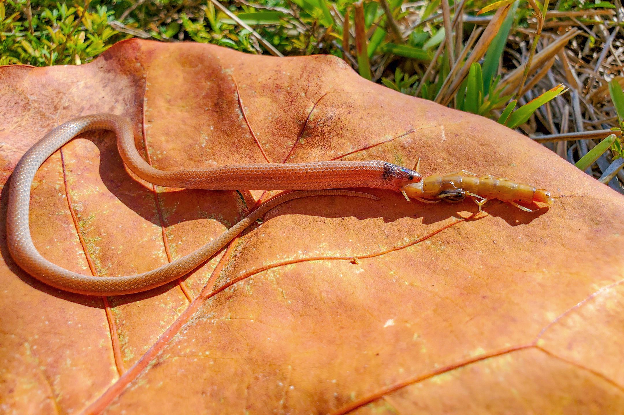 Cobra com duas cabeças é descoberta na África do Sul - Olhar Digital