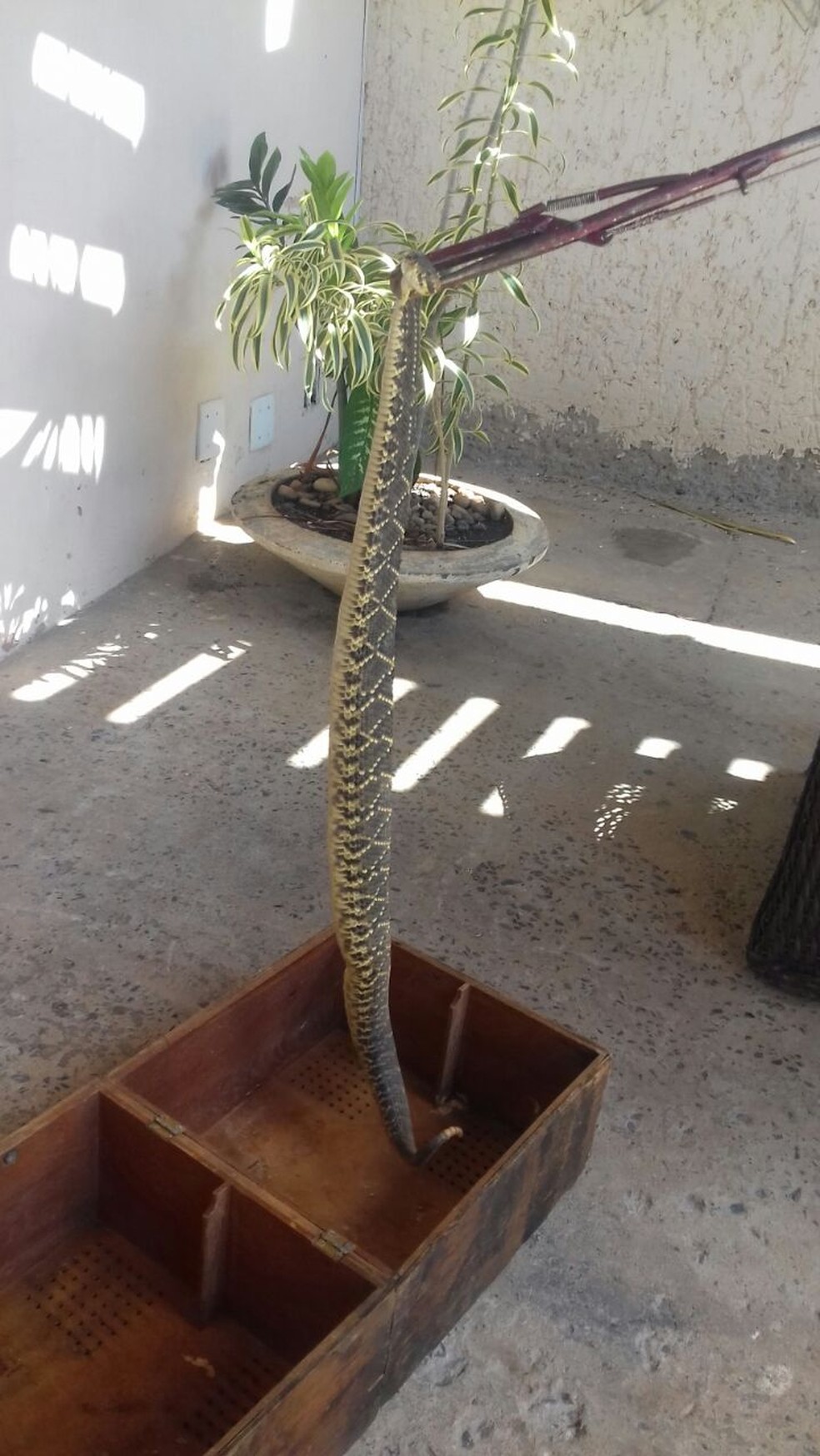Cascavel foi encontrada atrás de um vaso de plantas, em Montes Claros (Foto: Corpo de Bombeiros/Divulgação)