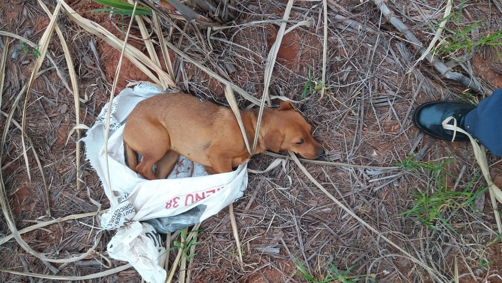 Cadelinha estava abandonada às margens da SP-563, em Tupi Paulista (SP) — Foto: Polícia Militar/Divulgação