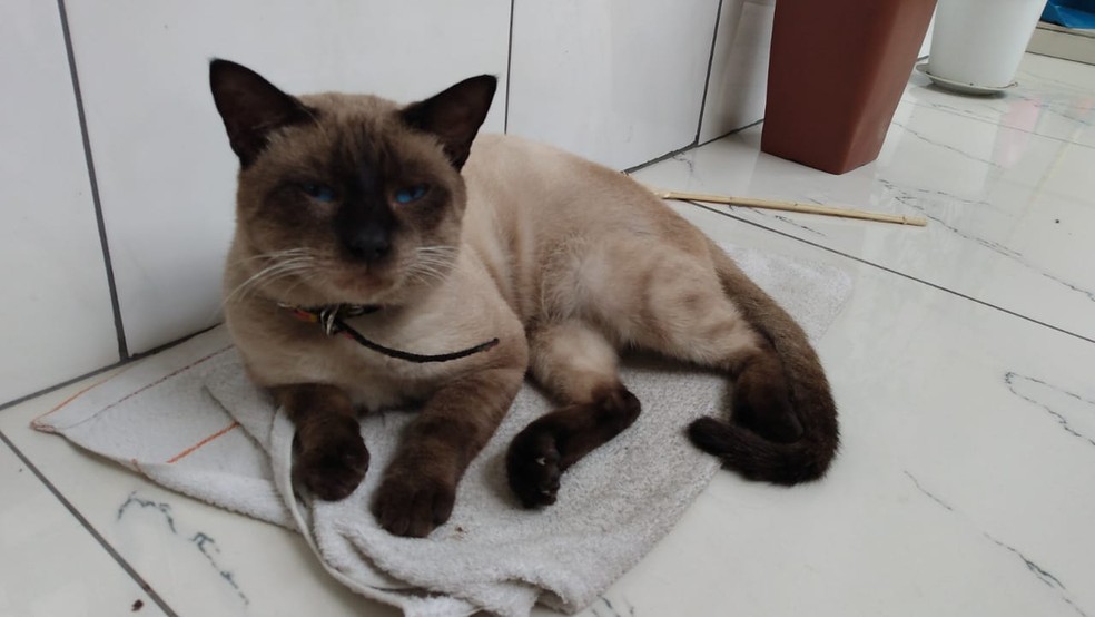  Veterinária alerta para principais causas e sintomas de doenças renais em cães e gatos  — Foto: Patrick Marques/G1 AM