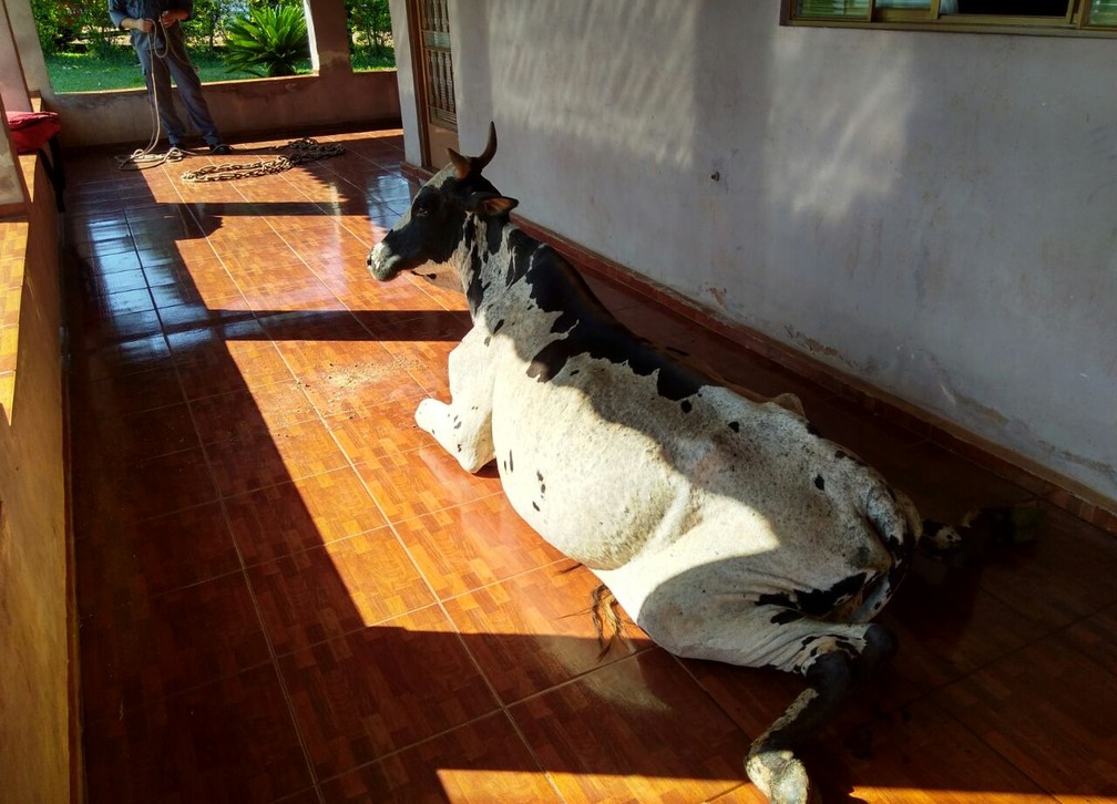 Vaca ficou muito tempo caída no piso escorregadio e por isso não conseguiu ficar em pé após o resgate (Foto: Corpo de Bombeiros/Divulgação)