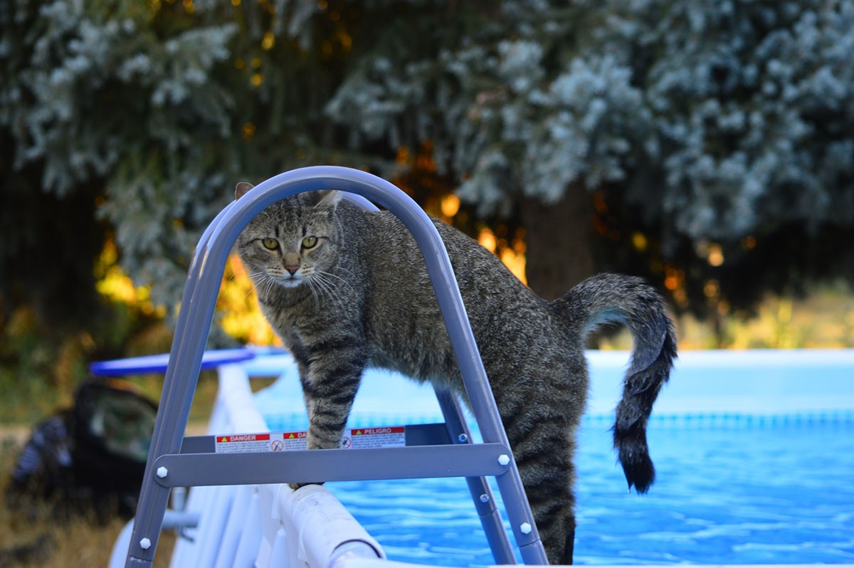 Gatos que aparecem surfando ou nadando em vídeos virais provavelmente foram condicionados à atividade (Foto: Unsplash/ Benjamin Klaver/ CreativeCommons)