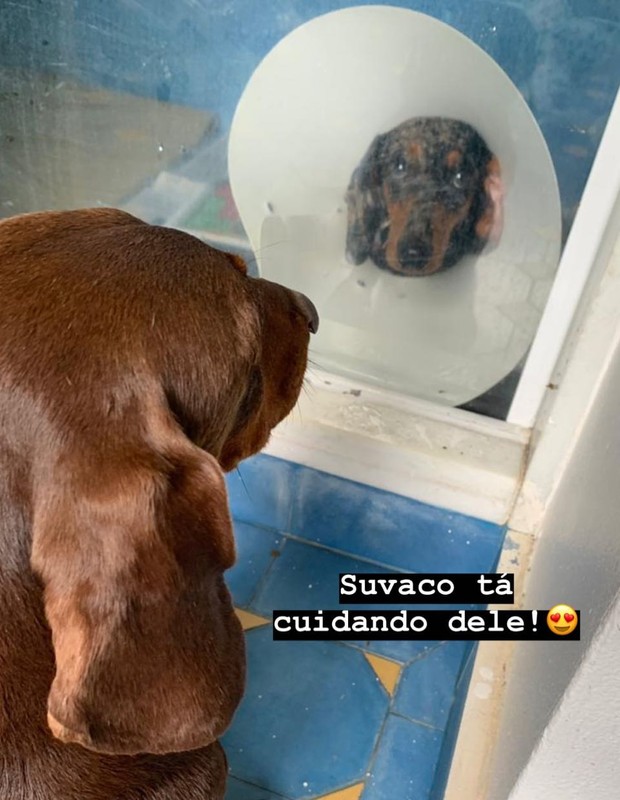 Cachorros de Luiz Fernando Guimarães (Foto: Reprodução/Instagram)