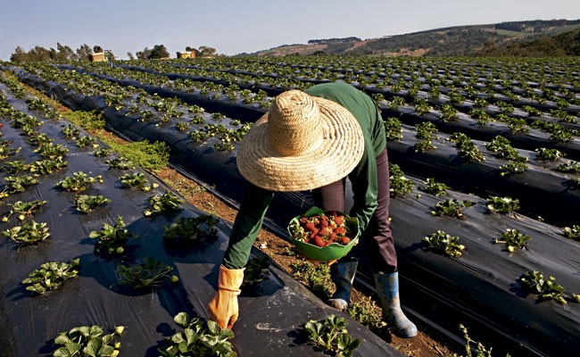 morango_plantacao (Foto:  )