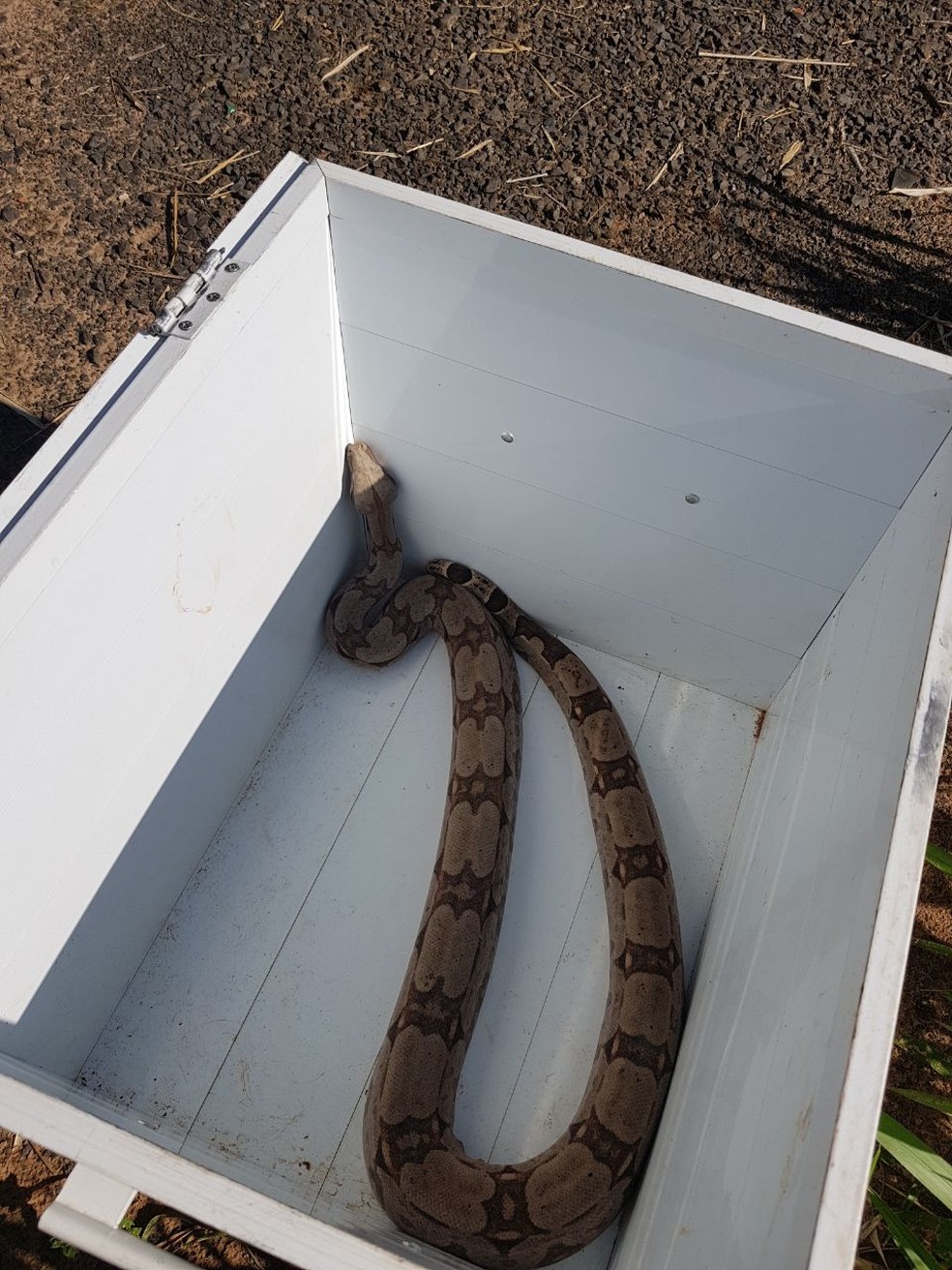 Animal foi encontrado solto nesta terça-feira (28), em bairro de Garça (SP) (Foto: Corpo de Bombeiros/Divulgação)