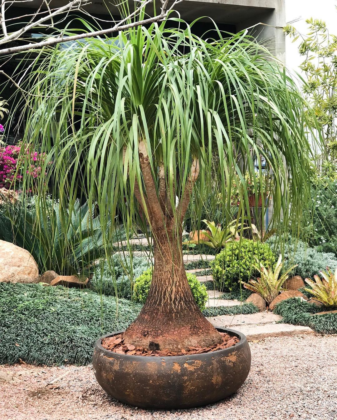 Cuidados De La Planta Pata De Elefante NQQA Cuidados De La Planta Pata De Elefante NQQA