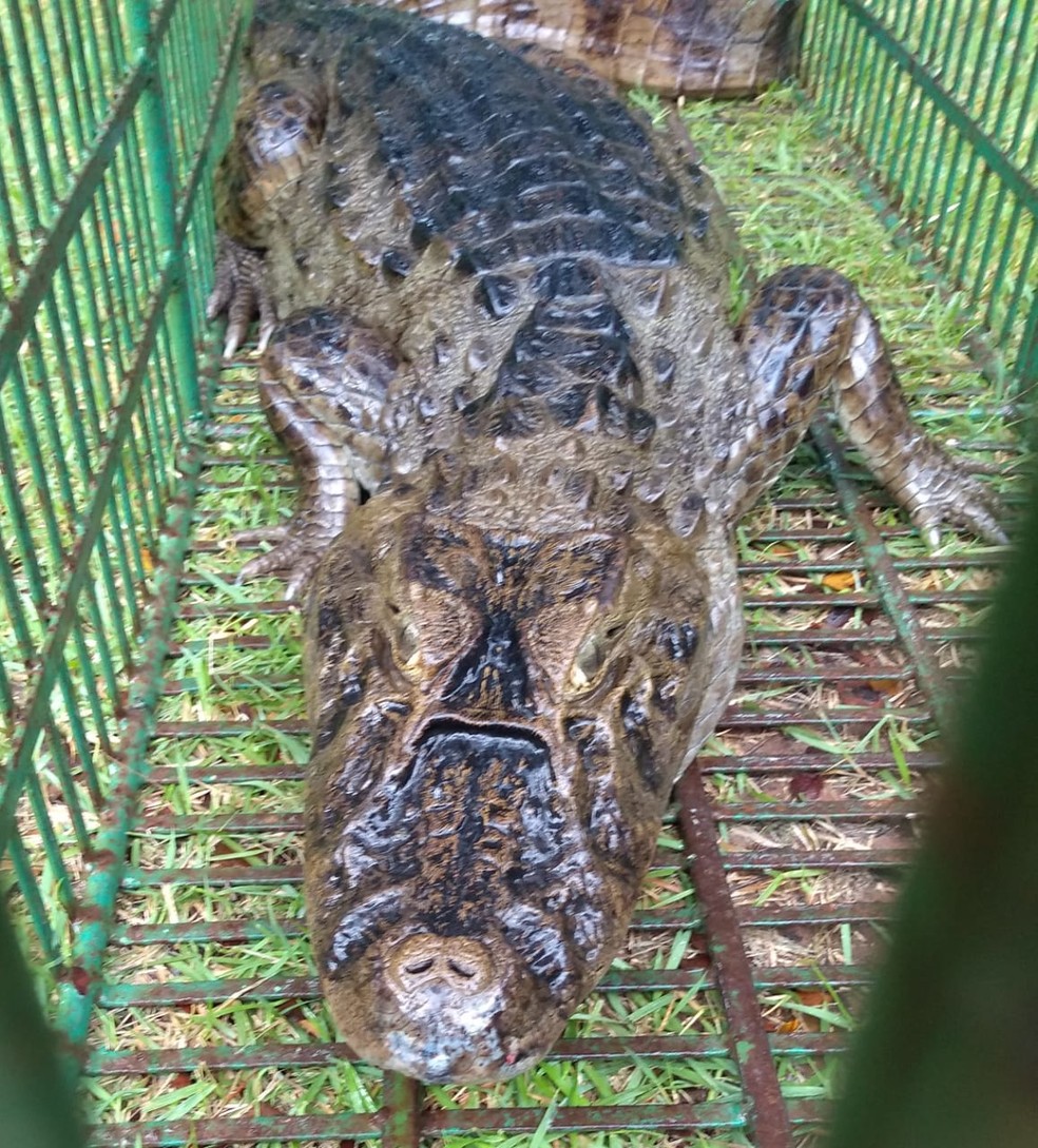 Jacaré de quase 2 metros é encontrado na rua perto de lagoa de captação em  Natal | Rio Grande do Norte | G1