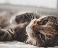 PIF em gatos: o que é e como se desenvolve a doença do coronavírus