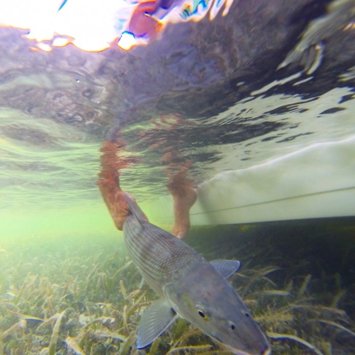 O imenso bonefish foi devolvido ao mar (Foto: Divulgação/Phofish) O imenso bonefish foi devolvido ao mar (Foto: Divulgação/Phofish)