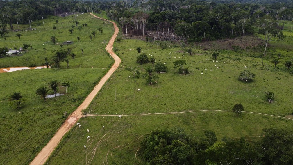 Gado pasta em uma área desmatada da Reserva Extrativista Chico Mendes, em dezembro de 2022, em Xapuri, no Acre. — Foto: AP Foto/Eraldo Peres