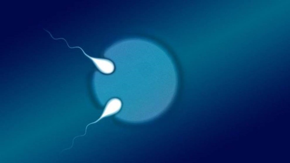 Acredita-se que o óvulo tenha sido fecundado simultaneamente por dois espermatozoides antes de ser dividido — Foto: Queensland University of Technology
