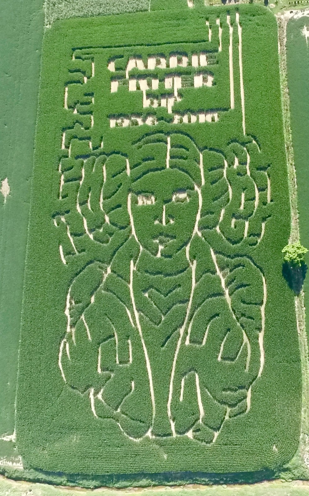 Fazendeiro faz labirinto de milho em homenagem à atriz Carrie Fisher, de 'Star Wars' (Foto: Jeremy Goebel via AP)