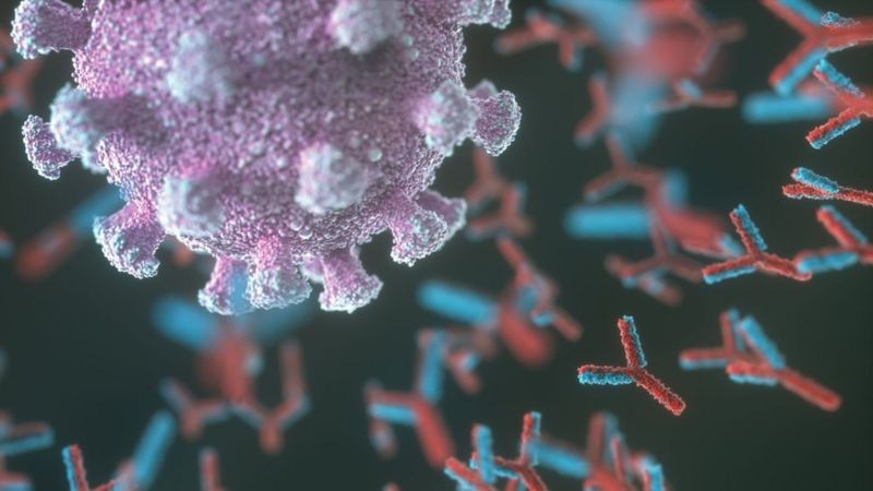 Anticorpos são essenciais para combater vírus, mas às vezes 'se tornam vilões' e atacam órgãos e tecidos saudáveis (Foto: Getty Images via BBC)