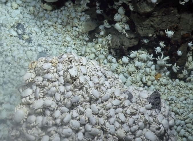 Nas colônias ao redor de fontes hidrotermais, até 700 caranguejos se amontoam em um metro quadrado (Foto: Reprodução)