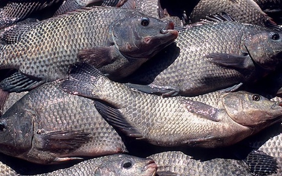 Setor de pescado movimentou em 2021 quase R$ 8 bilhões no Brasil. País é um dos principais produtores mundiais de tilápia