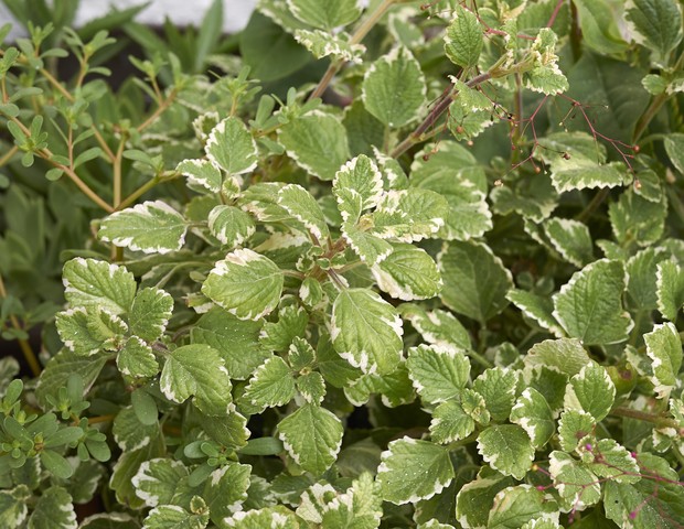 variegated leaves of Plectranthus coleoides plant (Foto: Getty Images/iStockphoto)