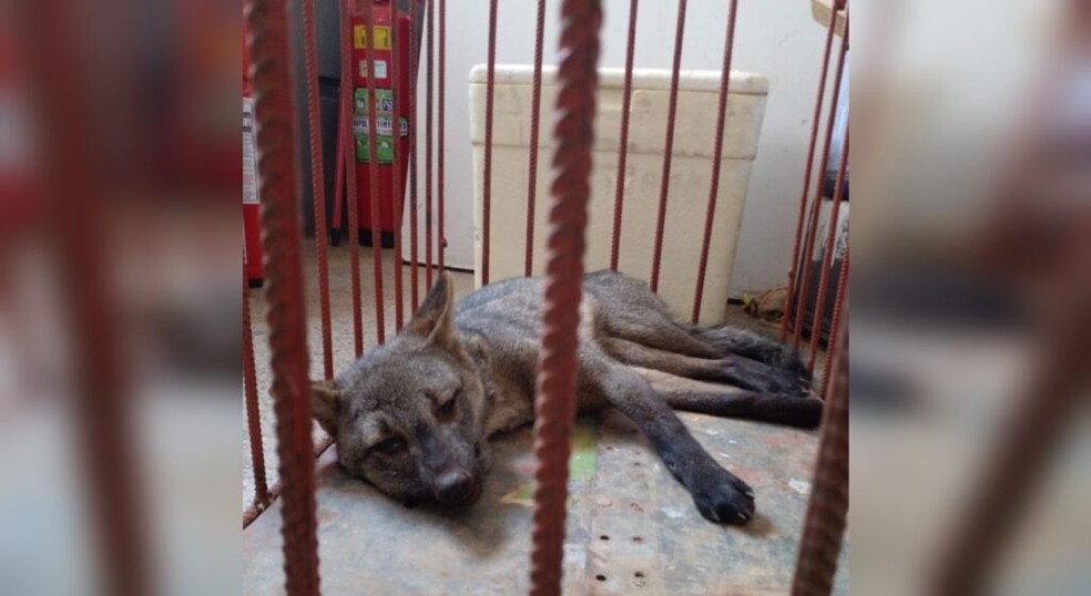 O cachorro do mato foi resgatado após ser atropelado em Capão Bonito e levado à Unesp de Botucatu (SP) — Foto: Divulgação/Corpo de Bombeiros