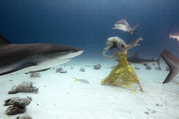  A modelo Liz Parkinson dança cerca por tubarões de até meia tonelada (Foto: The Grosby Group)