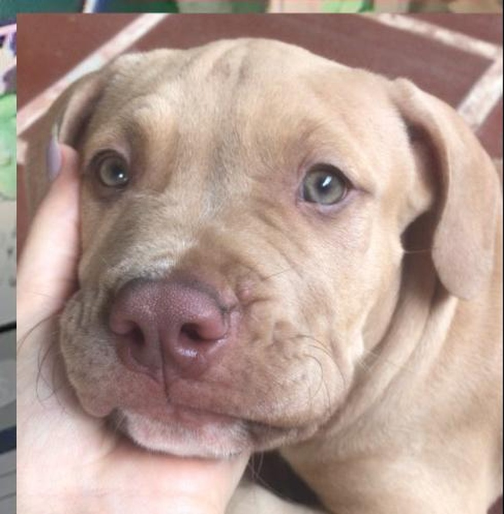 Video Mostra Filhote De Pitbull Sendo Furtada Atraves Da Grade Do Portao Em Porto Velho Rondonia G1 Este album de imgenes de pitbull con 11 fotos e imágenes no tiene descripción. video mostra filhote de pitbull sendo