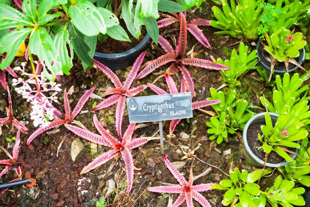 Bangkok, Thailand - January 18, 2016: Cryptanthus plants seen in Rama 9 park in Bangkok. Earth star is from Brasil. (Foto: Getty Images)