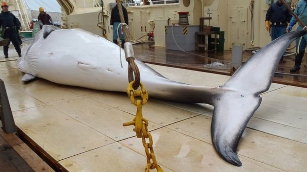 Por ano, entre 300 e 400 baleias são mortas no Japão para pesquisas, segundo o país, para avaliar os níveis de população dos animais (Foto: AFP)