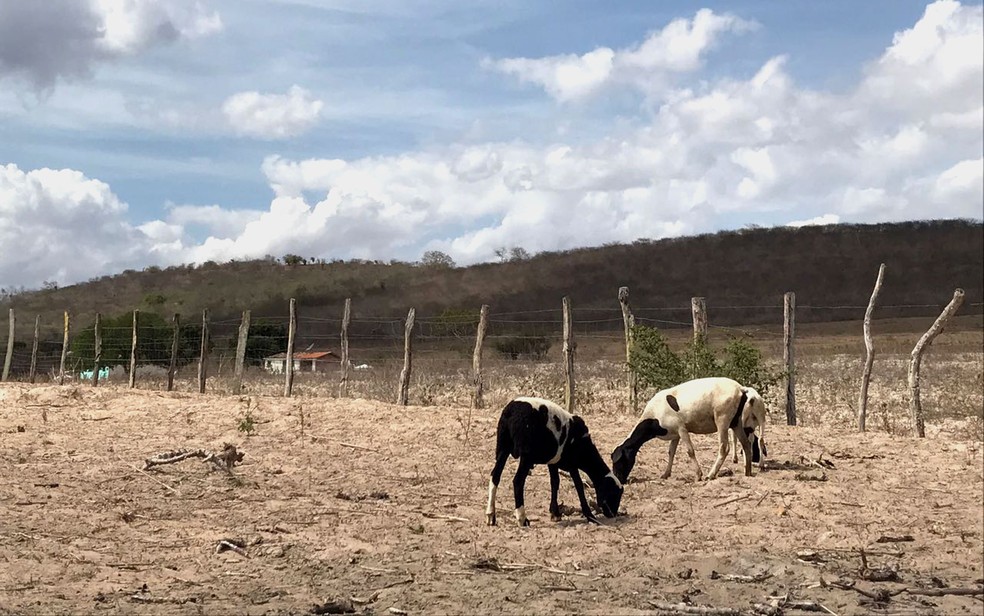 Entre municípios que sofrem com estiagem está Feira de Santana, em situação de emergência desde 2012. (Foto: Alan Tiago Alves/G1)