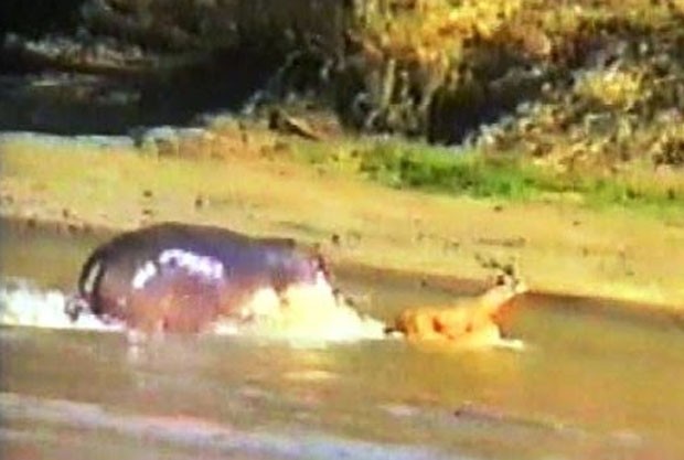 Após conseguir livrá-lo das presas do crocodilo, hipopótamo ainda escoltou antílope até a saída do rio (Foto: Reprodução/YouTube/Africa Adventures)