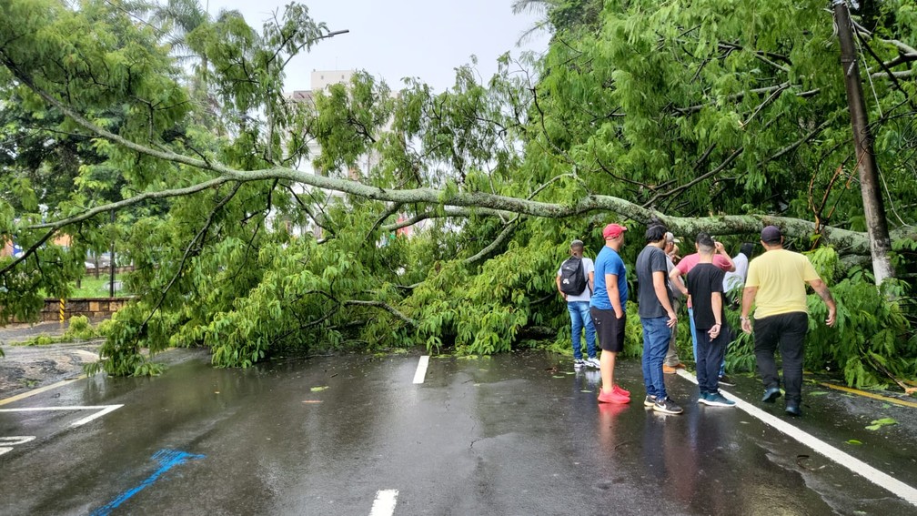 Árvore cai e interdita o trânsito da Avenida São Carlos, em São Carlos — Foto: Prefeitura/Divulgação
