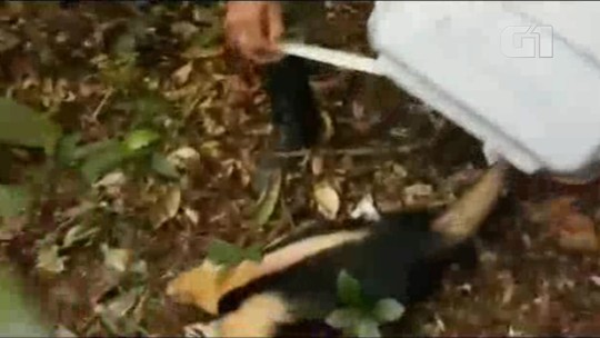 Tamanduá amarrado em poste por traficantes do Morro da Coroa é resgatado pela polícia do Rio; veja imagens