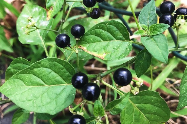 Maria-pretinha, a berry do brasileiro orgulhoso