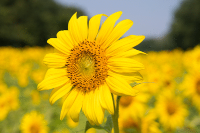O girassol foi eleito a flor do ano de 2021 (Foto: Divulgação)