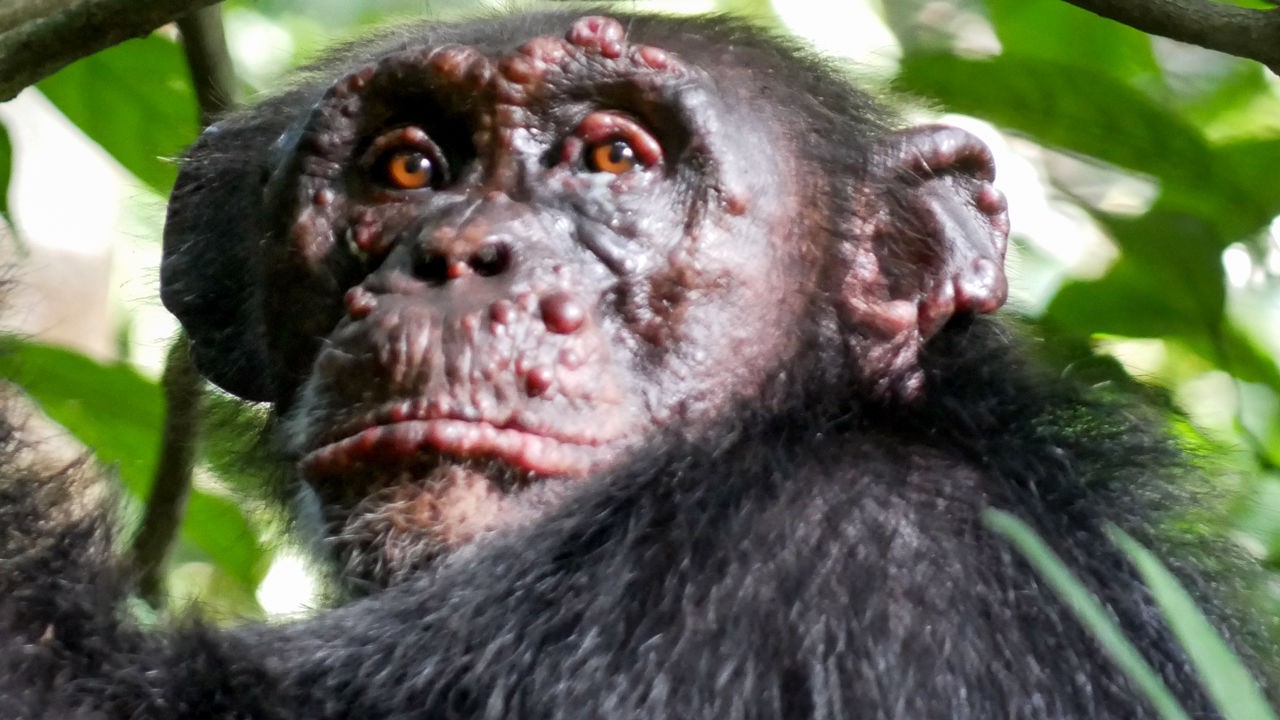 Chimpanzé na Costa do Marfim, na África  (Foto: PROJETO TAI CHIMPANZEE)