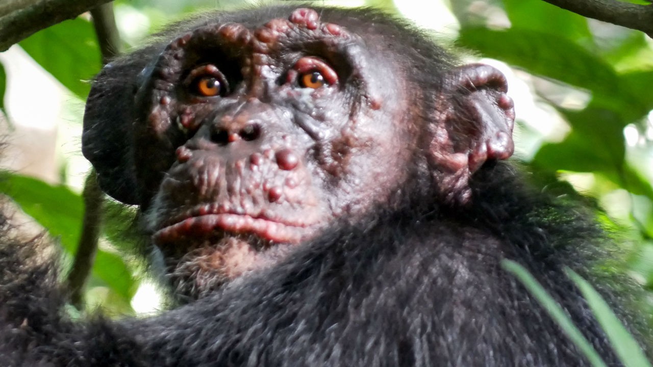 G1 - Chimpanzé 'gênia' comprova que inteligência varia entre primatas -  notícias em Ciência e Saúde