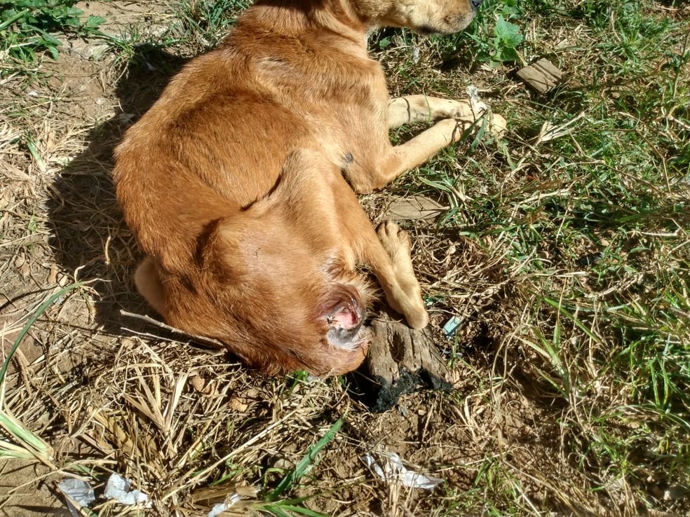 Animais foram encontrados desnutridos e feridos em Tup? ? Foto: Pol?cia Militar / Divulga??o 