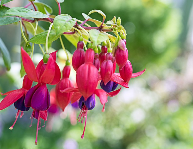 Fuchsia is a genus of flowering plants that consists mostly of shrubs or small trees. The first, Fuchsia triphylla, was discovered on the Caribbean island of Hispaniola (Haiti and the Dominican Republic) about 1696–1697 by the French Minim monk and botani (Foto: Getty Images/iStockphoto)